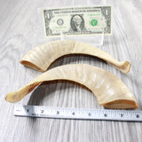 2 Sheep Horns  #5751 Natural Colored Polished Ram Horns