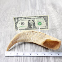 1 Sheep Horn  #1151 Natural Colored Polished Ram Horn