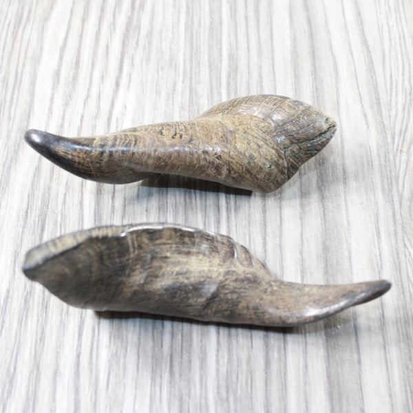 2 Small Polished Goat Horns #0951 Natural Colored