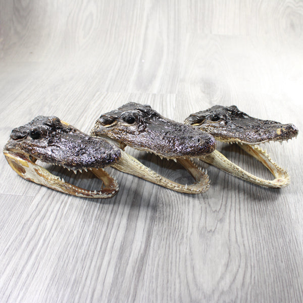 3 Alligator 6.5 Inch Heads  #0151    taxidermy gator reptile crocodile