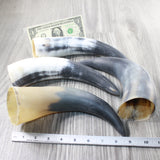 4 Raw Unfinished Cow Horns #8152 Natural Colored