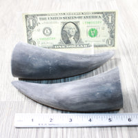 2 Small Raw Unfinished Cow Horns #3152 Natural Colored