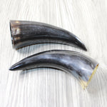 2 Small Polished Cow Horns #0452 Natural colored