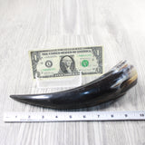 1 Polished Cow Horn #2552 Natural Colored