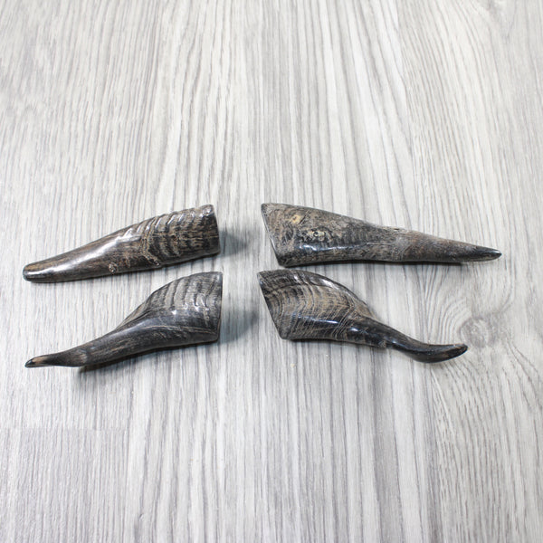 4 Small Polished Goat Horns #1753 Natural Colored