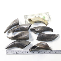 8 Small Polished Goat Horns #2833 Natural Colored