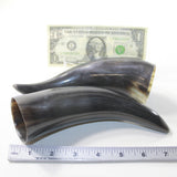 2 Small Polished Cow Horns #7631 Natural colored